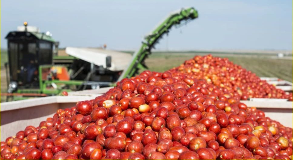  Tomato paste processing machine | Buy at a cheap price 