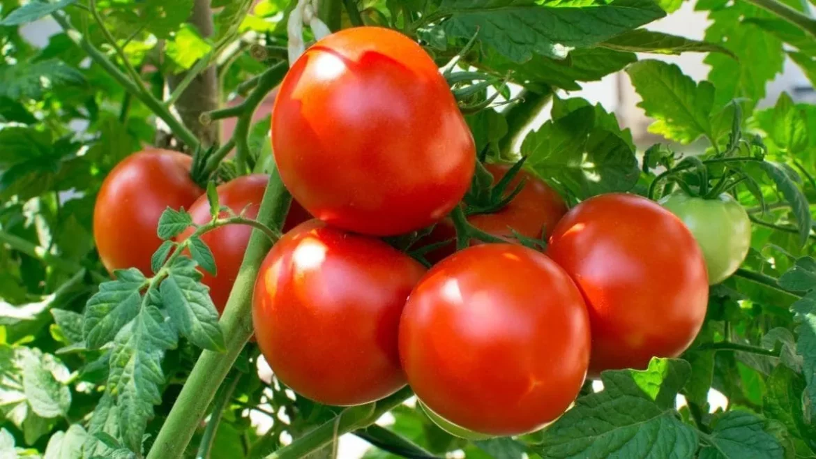 Price and buy organic tomato sauce can + cheap sale